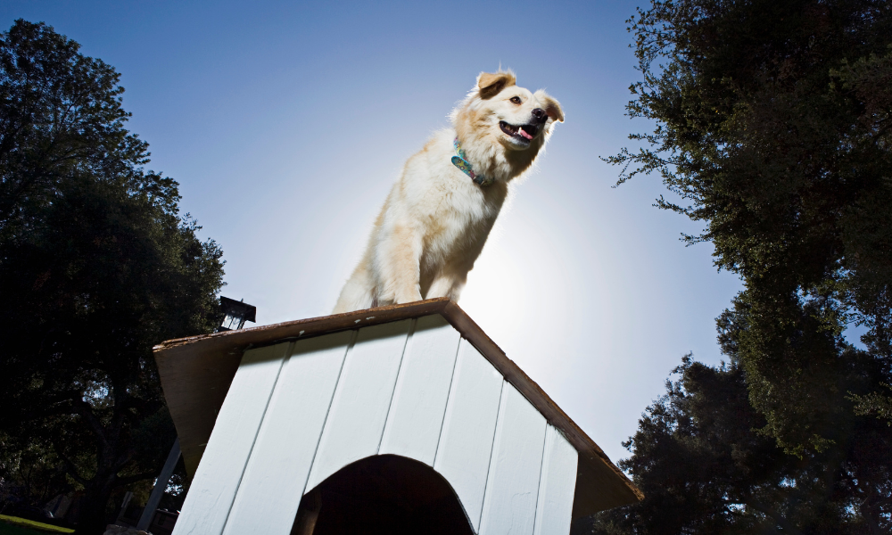 A kutyaház szigetelés fontos, hogy télen biztonságban tudhassuk a kedvencünk